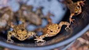 Gefährlicher Weg bis zur Paarung