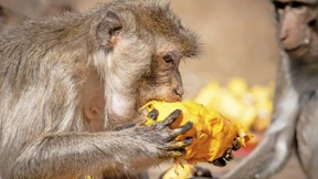 Gesichtsausdruck verrät Denkprozesse