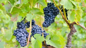 Rebensaft  mal ohne  Alkohol