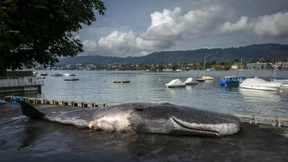 16 Meter langer Pottwal liegt und stinkt am Zürichsee