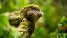 Der Kakapo
