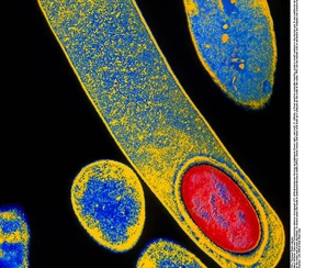 Fremde Flora für den Notfall