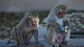 Affen erobern Neu Delhi