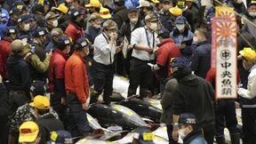 Thunfisch auf dem Toyosu-Markt erzielt 259.000 Euro