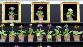 Sag mir, wann die Blumen sind