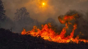 Behördenversagen oder „Feuerterrorismus“?