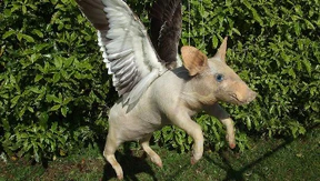 Der etwas andere Tierpräparator