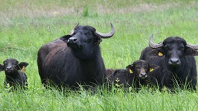 18 ausgebüxte Wasserbüffel verwüsten Garten und Pool