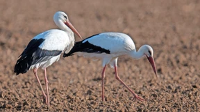 Weißstörche überwintern häufiger in Hessen