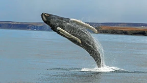 Drei von vier Wildtieren sind verschwunden