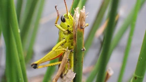 Die „Heuschrecken“ werden ihre Firmen nicht los