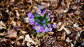 Der Frühling schlägt durch