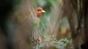 Ab durch welche Hecke?