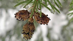 Forscher findet auf Mittagsspaziergang neue Pilzgattung