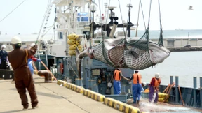 Kommerzieller Walfang bleibt verboten