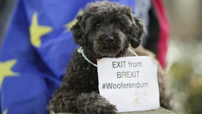 Hundehalter demonstrieren in London gegen den Brexit