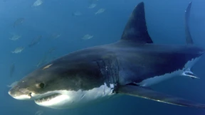 17-Jährige beim Schwimmen von Hai attackiert und getötet