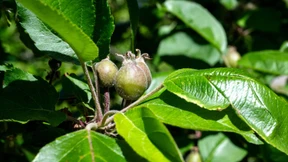 Frühe Obstblüte könnte Apfelernte schmälern
