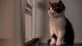 Haustierbesitzer zahlt 32.000 Euro für Katzen-Klon