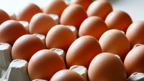 Woher stammen die Fipronil-Eier?