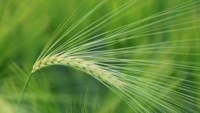 Neue Nutzpflanzen auf dem Acker dank Genschere?