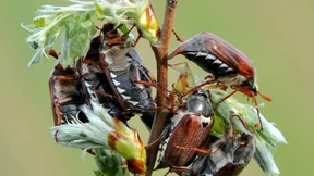 Maikäfer schwärmen wieder aus