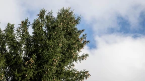 Wie die Bürokratie Bäume fällt