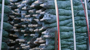 Diebe klauen 55 Nordmann-Tannen