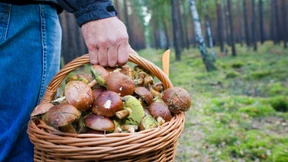 Pilzsammler entdecken „Uran“-Behälter im Wald