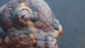 Dreiäugige Schlange entdeckt