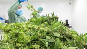 „Deutschland wird größter Cannabis-Markt der Welt“