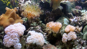 Ist das Sterben der Korallenriffe noch aufzuhalten?