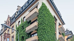 Pflicht zu mehr Grün gegen Sommerhitze