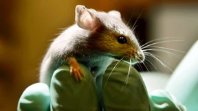 „Ohne Tierexperimente geht es nicht“