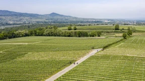So betörend kann preiswerter Burgunder sein