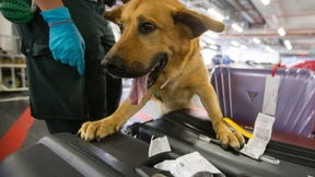 Drogen für 61 Millionen am Frankfurter Flughafen gefunden