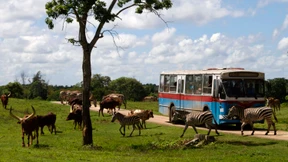 Die fliegende Arche Noah