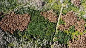 Wie der Klimawandel den deutschen Wald zerstört
