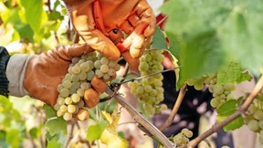 Wo sind die Weinpatrioten?