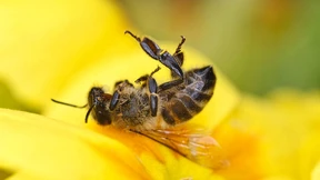 Warum uns das Insektensterben beunruhigen sollte