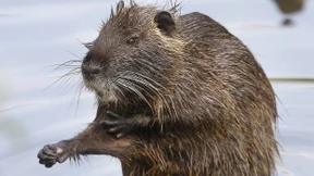 Füttern oder erschießen: Der Städter und die Wildtiere