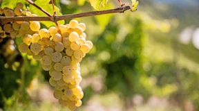 „In diesem Jahr zeigt der Riesling seine Stärken“