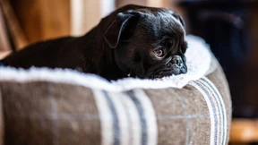 Die Mops-Posse landet vor Gericht