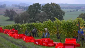 Herber Tropfen vom nördlichsten Weinberg Hessens