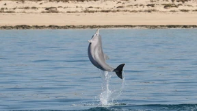 Hamas enttarnt Flipper