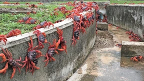 Invasion an Heiligabend