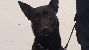 Drogen für 1,4 Millionen Euro im Reisekoffer versteckt