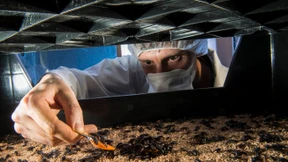 Da steckt der Wurm drin