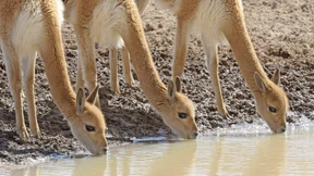 Wie Vikunjas die Vielfalt in den Anden ankurbeln