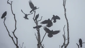 Das Gute am November-Blues  